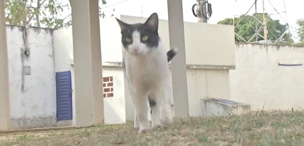 gato justica1