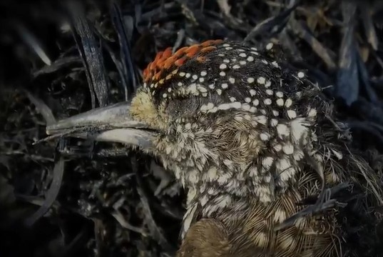 17 milhões de vertebrados morreram em 2020 no Pantanal por consequência das queimadas (Foto: Reprodução/Internet)