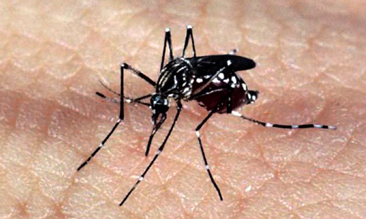 Mosquito Aedes aegypti, responsável pela transmissão dos vírus da dengue, febre chikungunya e zika (Foto: Arquivo/Agência Brasil)