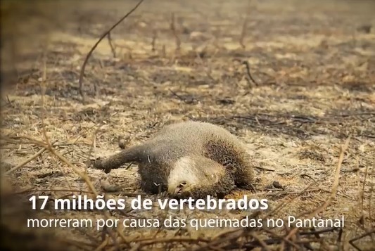 animais mortos pantanal