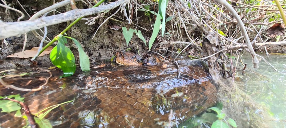 Sucuri, com o corpo para fora do rio, pegando um solzinho, flagrada por empresário em Bonito (MS) (Foto: Juca Ygarapé/Arquivo pessoal) 