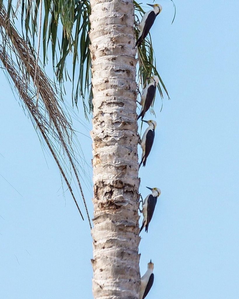 Família de 5 pica-paus é registrada por observador de aves (Foto: Geancarlo Merighi/Imagem)
