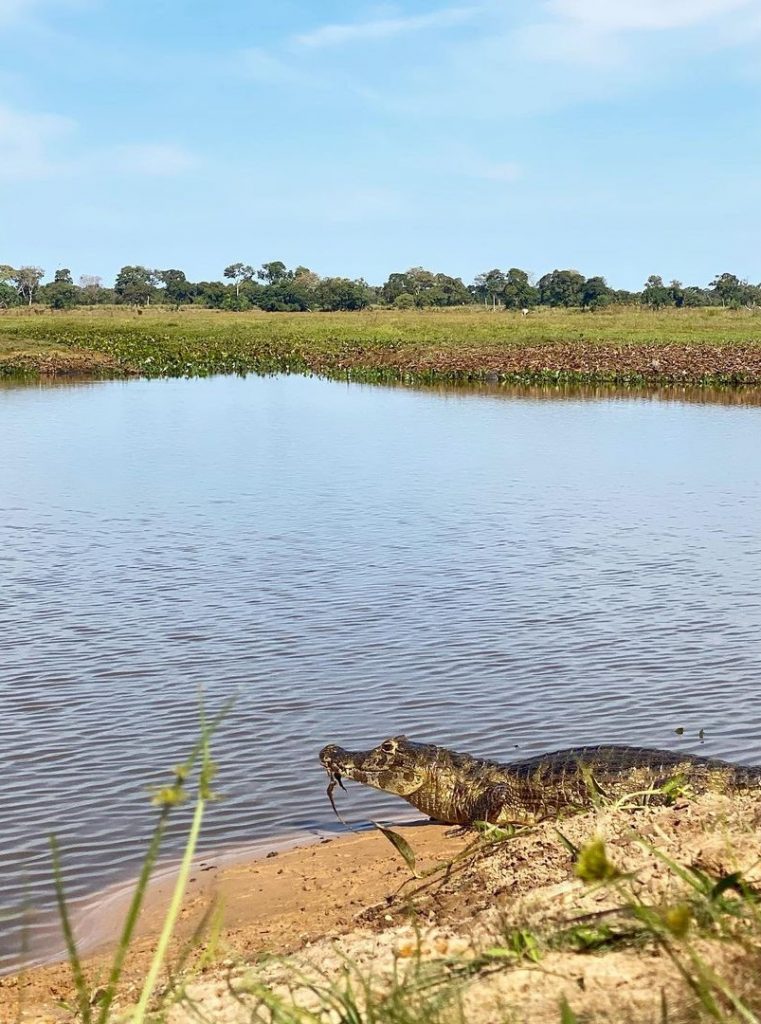 jacare renato goes pantanal