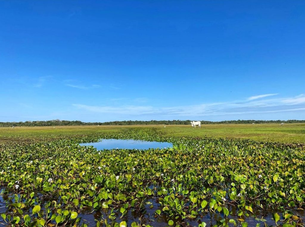 paisagem pantanal renato goes