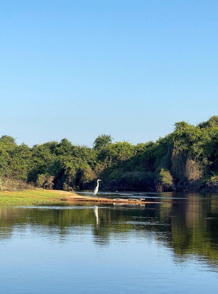 pantanal renato goes redes sociais