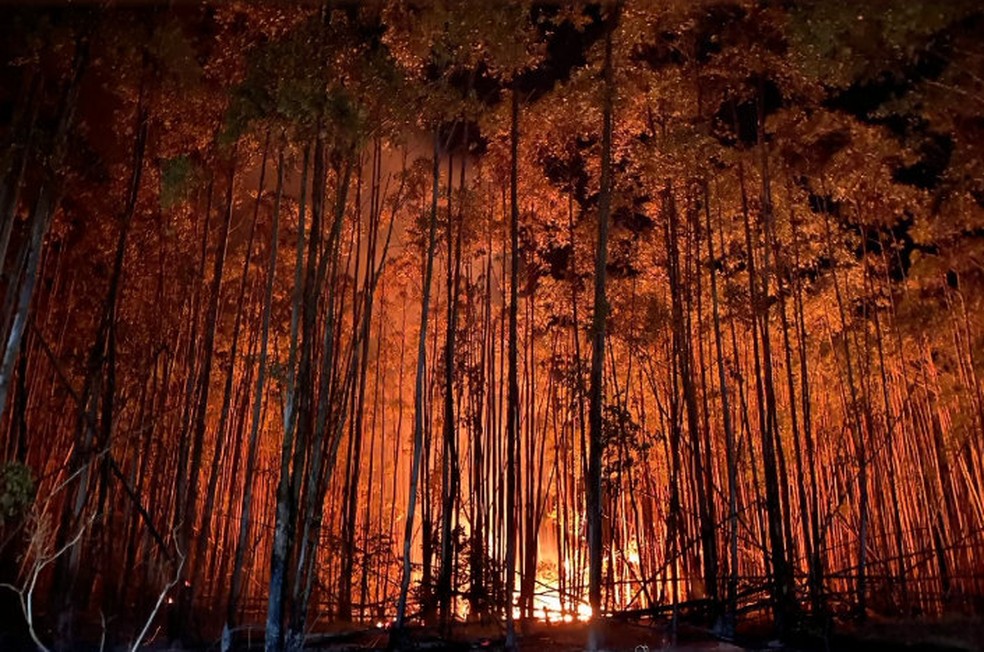 Queimada atinge o Cerrado da UFSCar, São Carlos (Foto: Reprodução/EPTV)
