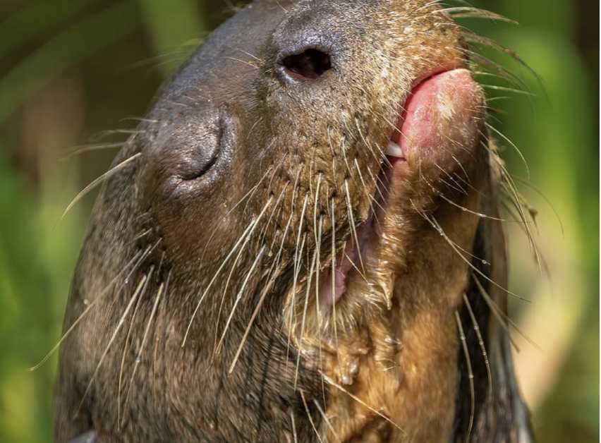 Ariranha com cara de poucos amigos