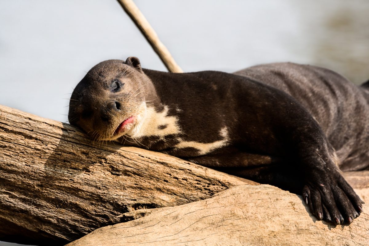 Ariranha dorme no Pantanal