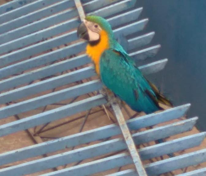 Filhote de arara-canindé caiu em grades de metal