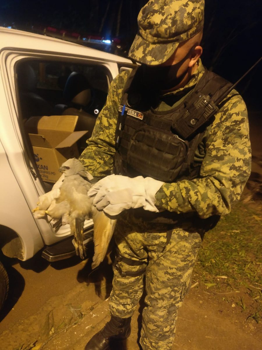 Filhote de gaviao pombo encontrado por cachorro em casa