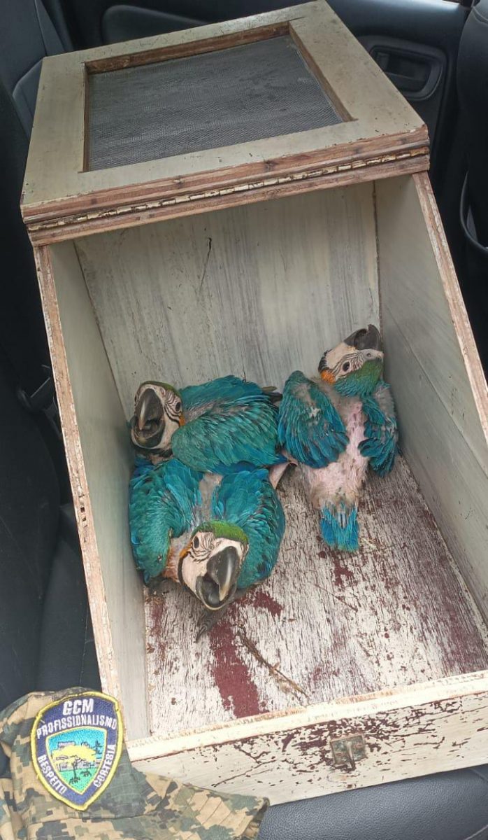 Ninho de filhotes de arara caninde caiu em quintal de moradora