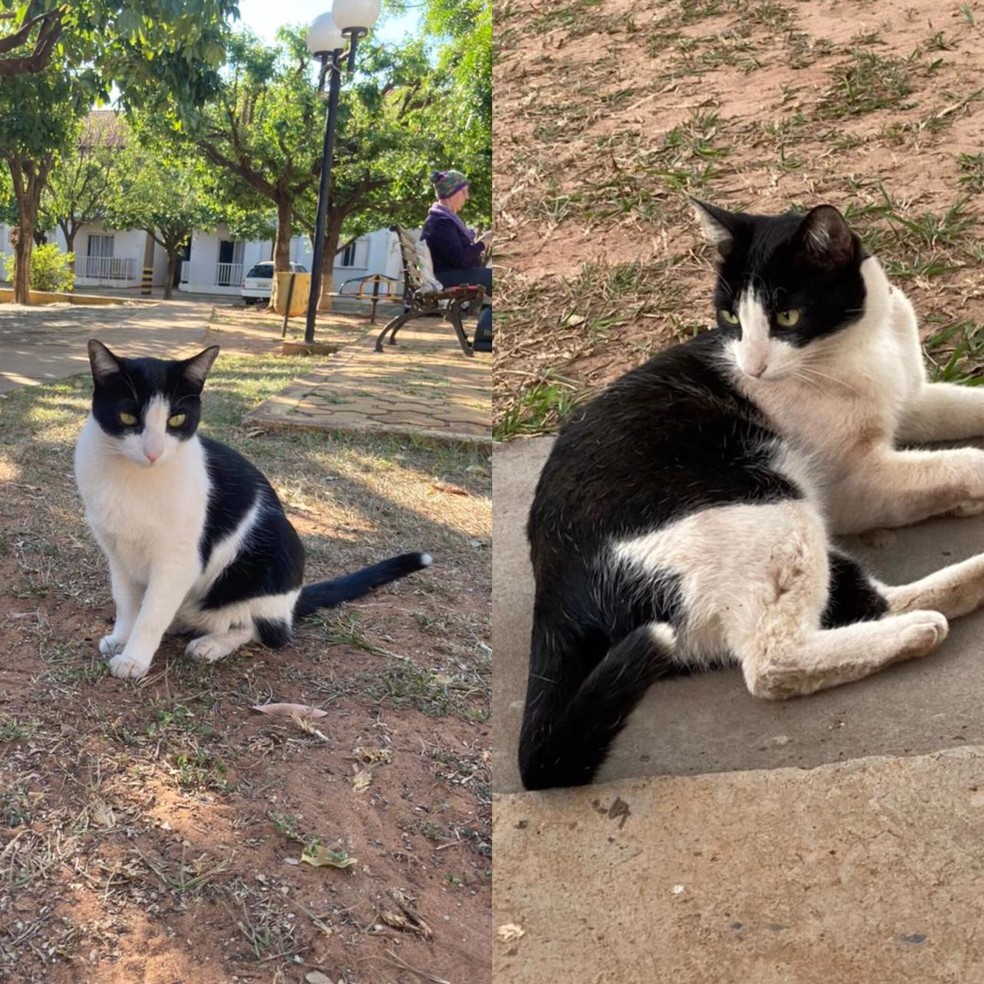 gato frajola