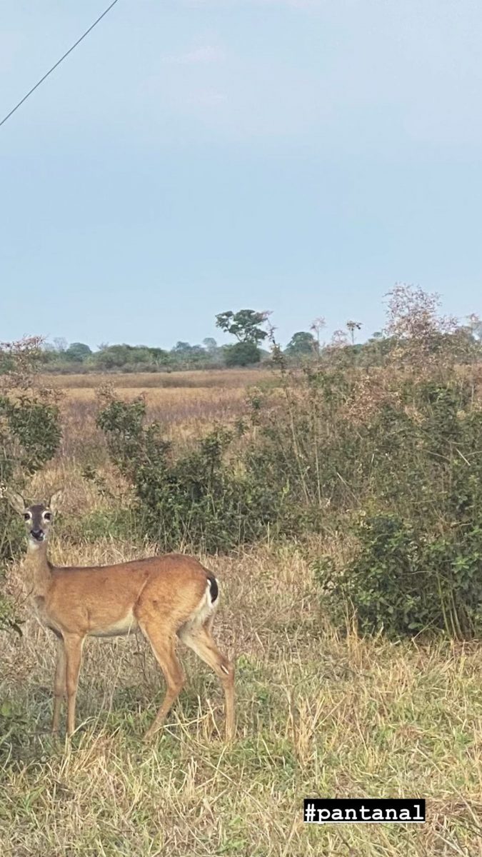 Juliana Paes compartilha o bioma pantaneiro nas redes sociais (Foto: Reprodução/Instagram)