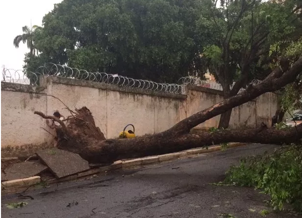 Queda de árvore na Grande Cuiabá