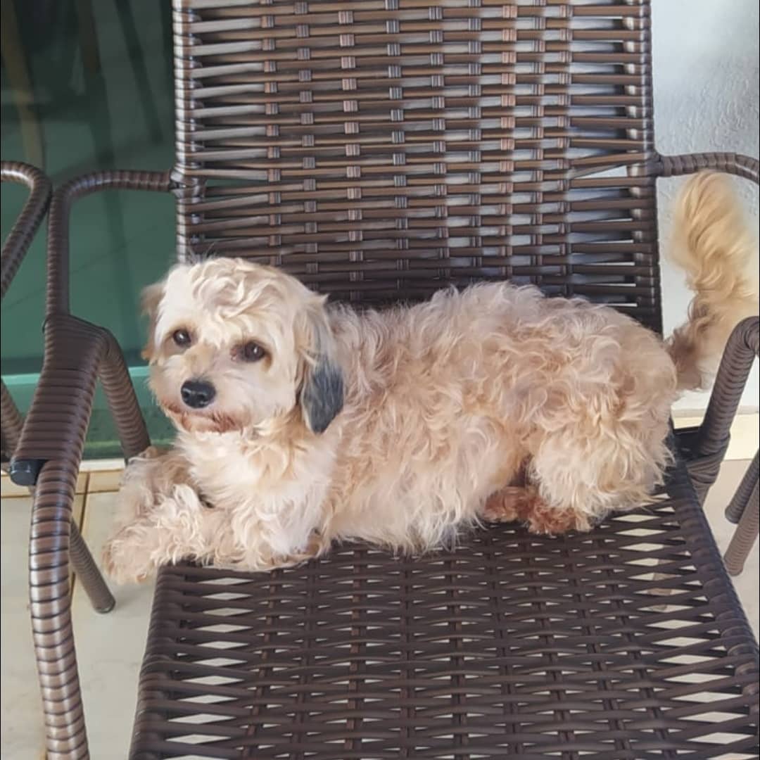 Malu cachorrinha atropelada