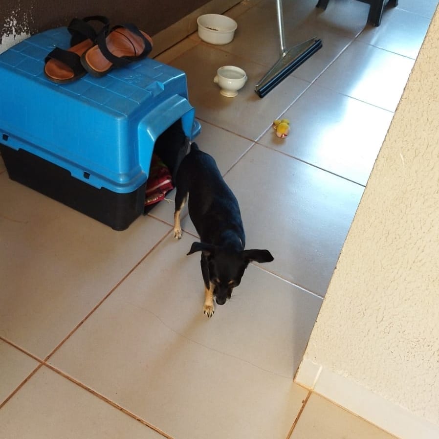 cadela Suzy ataque Pitbull